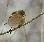 Common Chaffinch