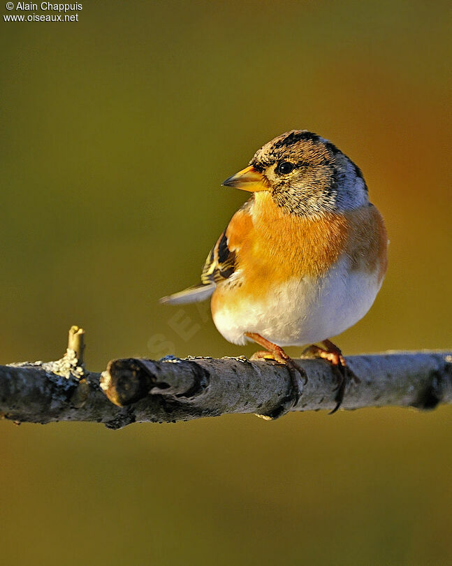 Brambling male adult post breeding, identification, Behaviour