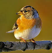 Brambling