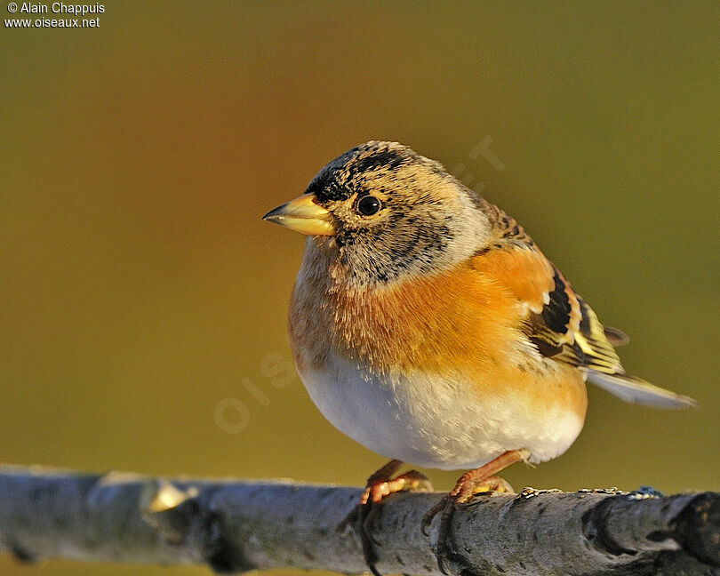 Brambling male adult post breeding, identification, Behaviour