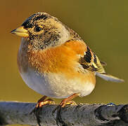 Brambling