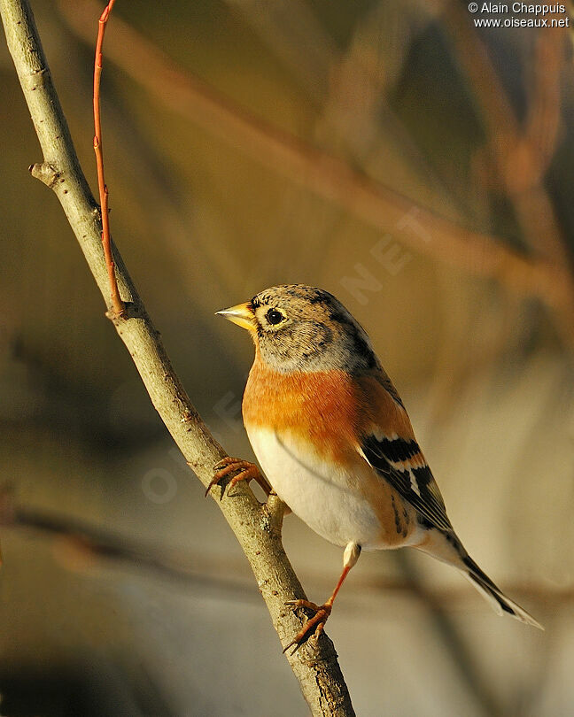 Brambling male adult post breeding, identification, Behaviour