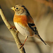 Brambling