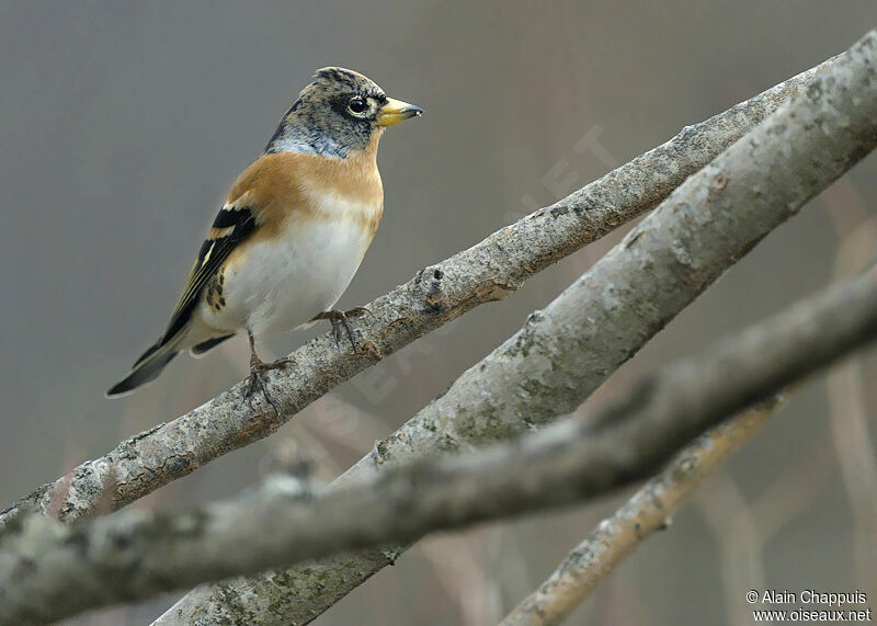 Brambling male adult post breeding, identification, Behaviour