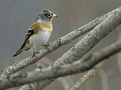 Brambling