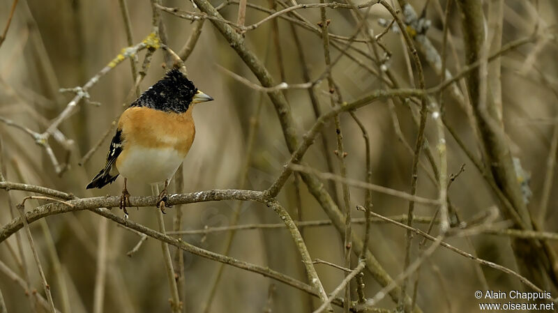 Brambling male adult, identification, Behaviour