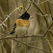 Brambling