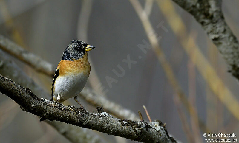 Brambling male adult, identification, Behaviour