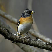 Brambling