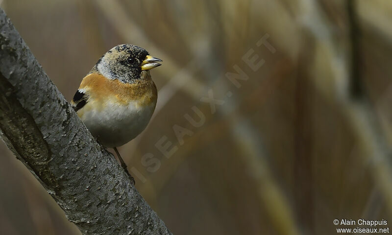 Brambling male adult post breeding, identification, Behaviour