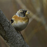 Brambling