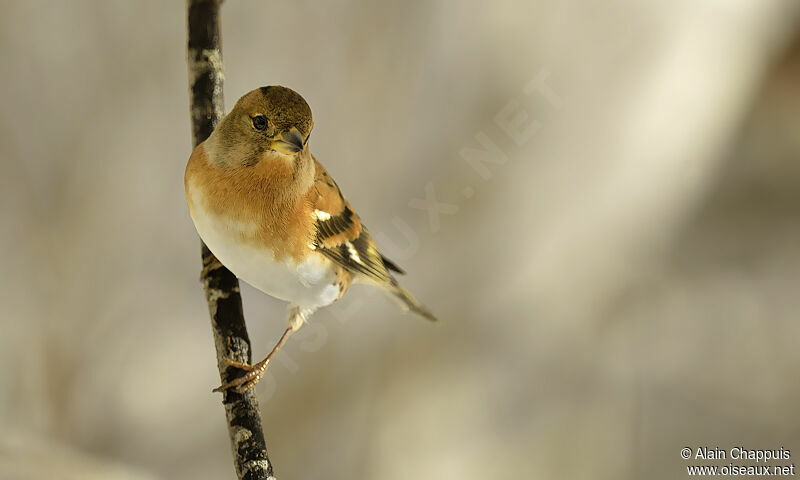 Brambling male adult, identification, Behaviour