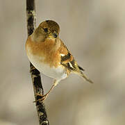 Brambling