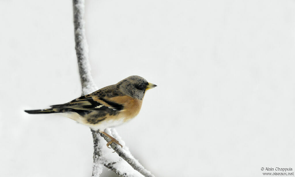 Brambling male adult, identification, Behaviour