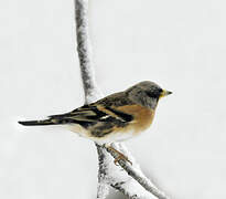 Brambling