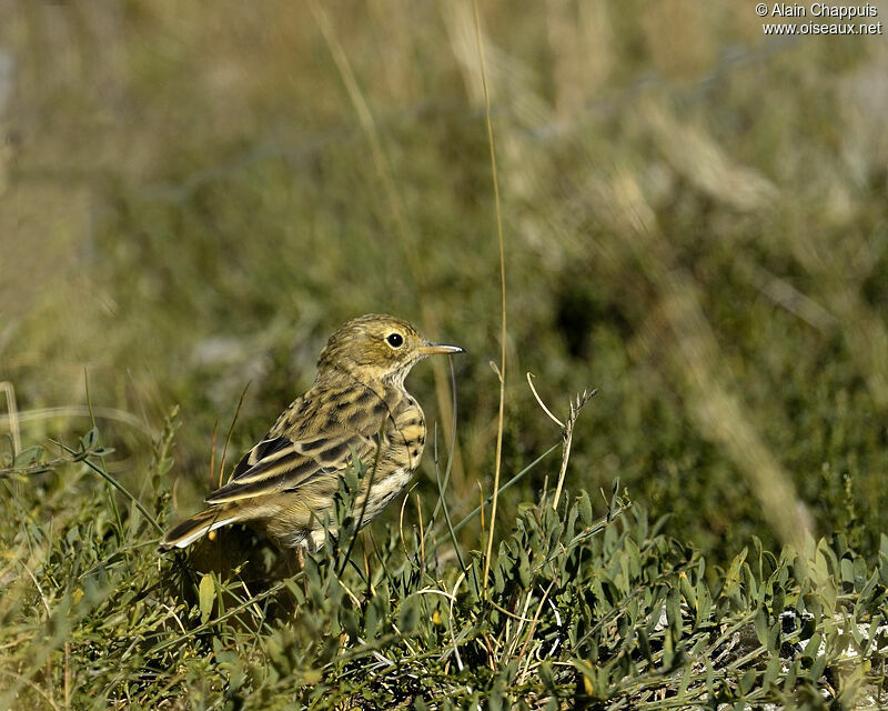 Meadow Pipitadult, identification, Behaviour