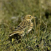 Meadow Pipit