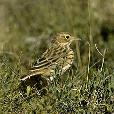 Pipit farlouse