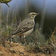 Pipit rousseline