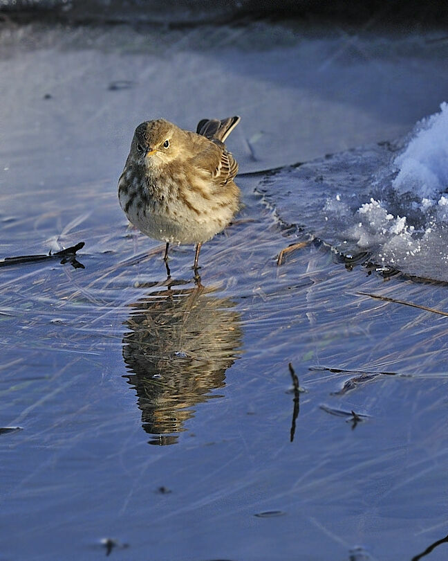 Water Pipit