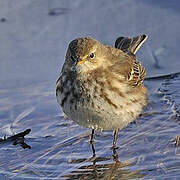 Water Pipit