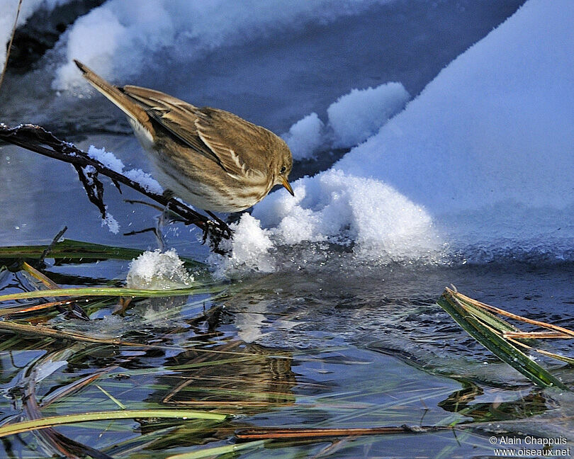 Pipit spioncelleadulte internuptial, identification, Comportement