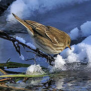 Water Pipit