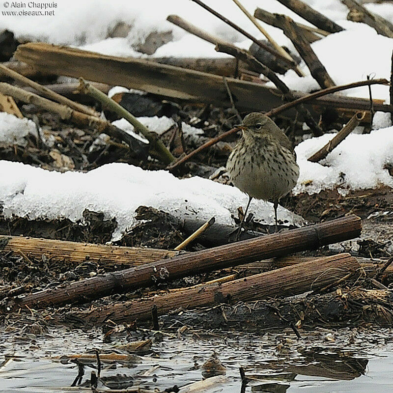 Pipit spioncelleadulte, identification, Comportement