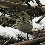 Water Pipit