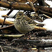 Water Pipit