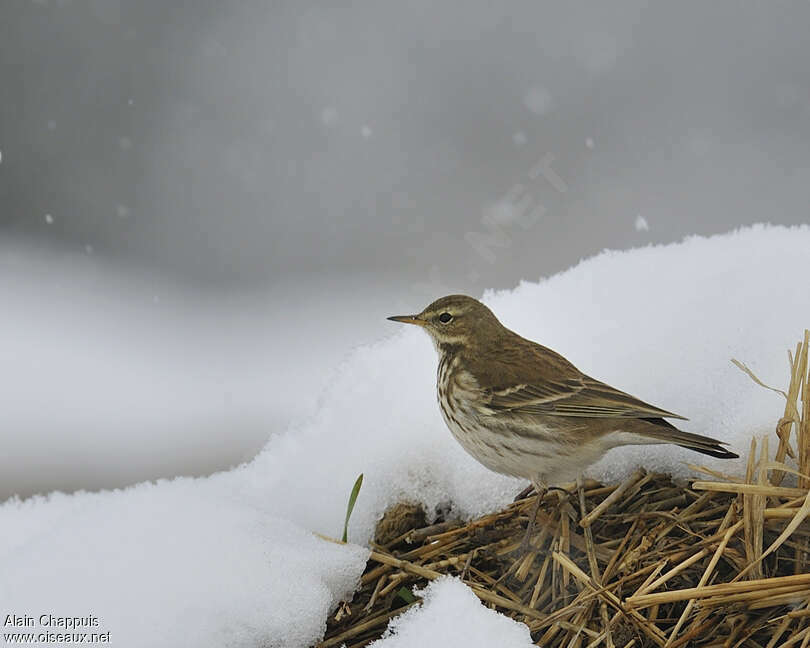 Pipit spioncelleadulte internuptial, identification, Comportement