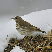 Water Pipit