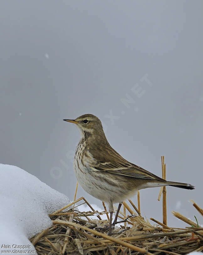 Pipit spioncelle2ème année, identification