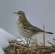 Water Pipit