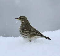 Pipit spioncelle