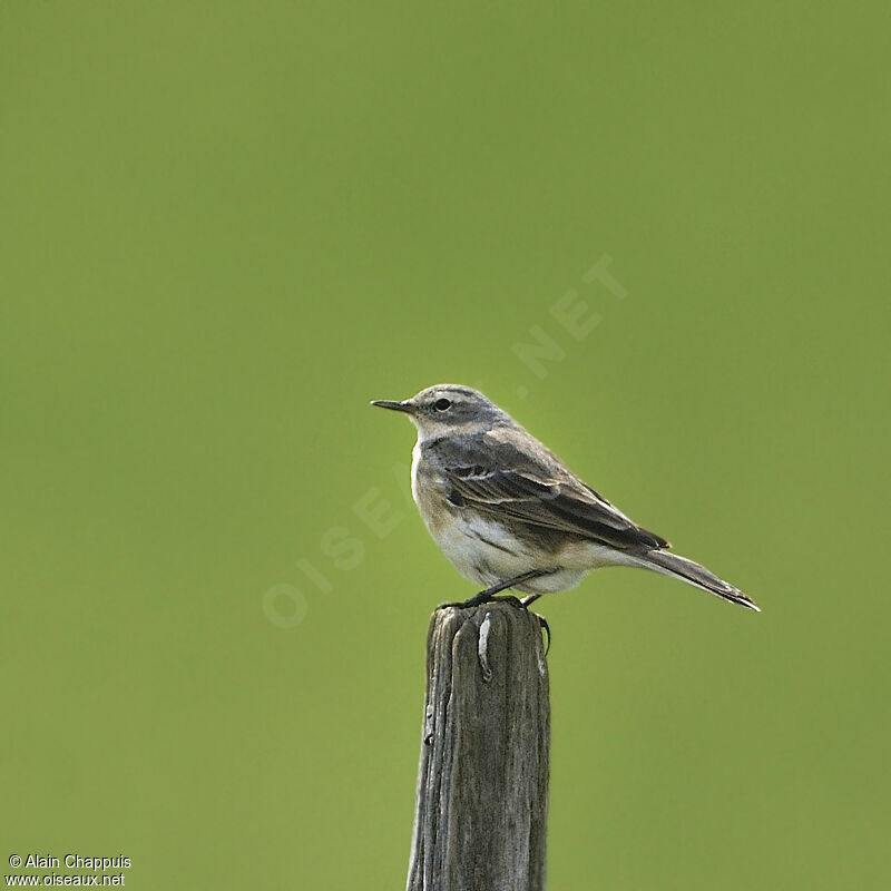 Pipit spioncelleadulte nuptial, identification