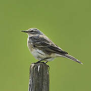 Water Pipit