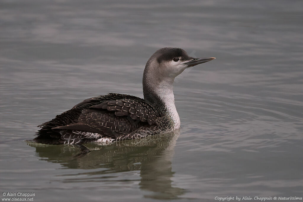 Red-throated Loonadult, swimming