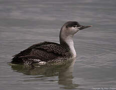 Red-throated Loon