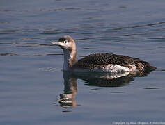 Red-throated Loon