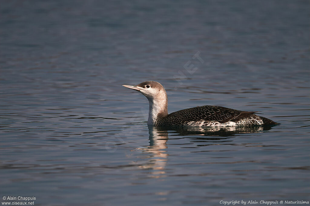 Red-throated Loonadult, identification, swimming