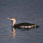 Red-throated Loon