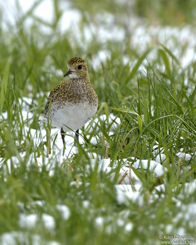 Pluvier doréadulte internuptial, identification