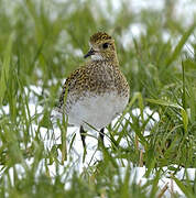 European Golden Plover