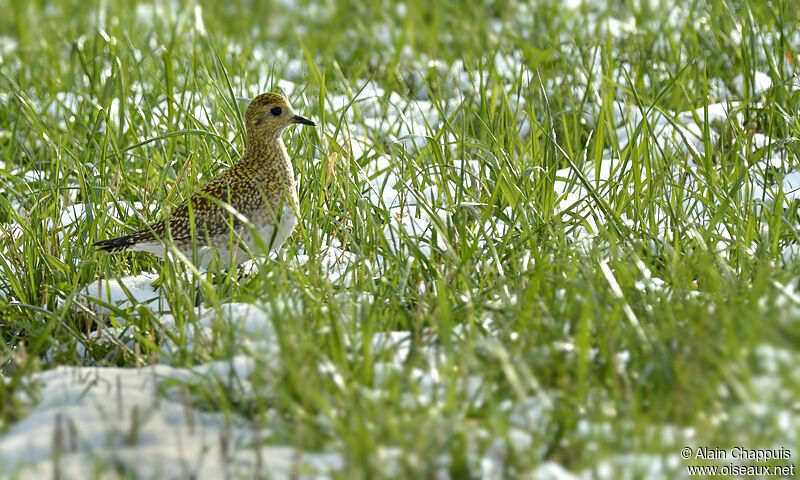 Pluvier doréadulte internuptial, identification