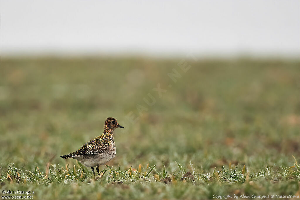 Pluvier doréadulte, identification, marche