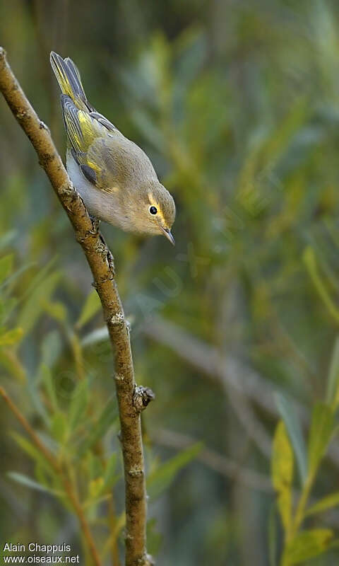 Pouillot de Bonelliadulte, identification, Comportement