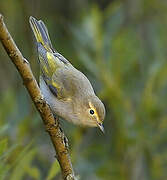 Western Bonelli's Warbler