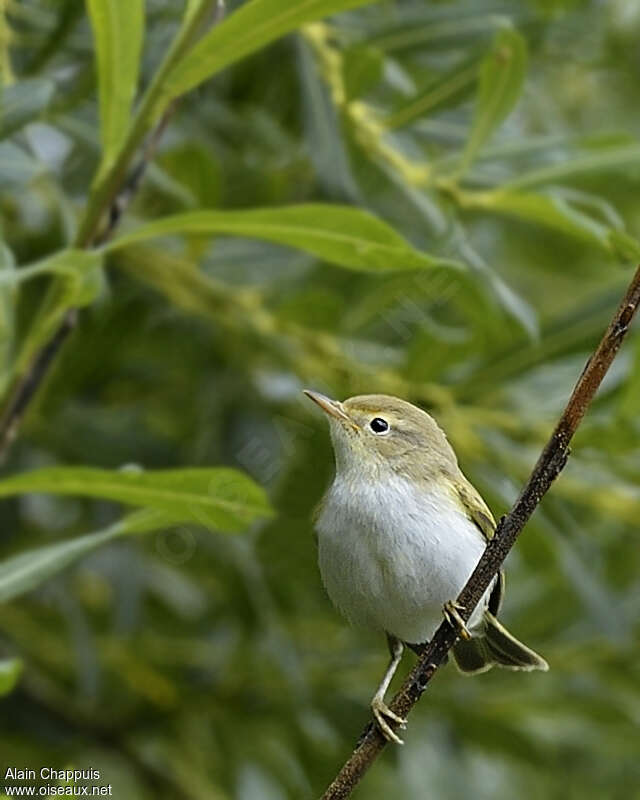 Western Bonelli's Warbleradult, Behaviour