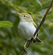 Western Bonelli's Warbler